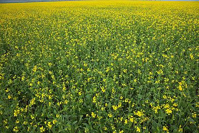 《刺客信条：影》PC版容量或超100GB 你的硬盘够用吗？